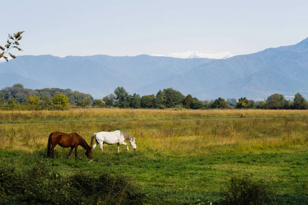 Теплая летняя погода, зеленая долина и бесконечные луга, пасущиеся лошади — стоковое фото