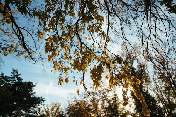 Paisagem. belos ramos de uma árvore de outono, a folhagem ilumina-se pelo sol e o céu azul é visível — Fotografia de Stock