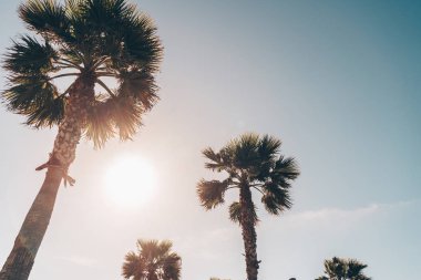 Manzara. Hurma ağaçlarının tepelerinde, gökyüzünün arka tarafında, Güneş batarken de var.