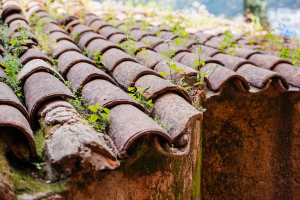 Fragmento de telhado de azulejos coberto com vegetação — Fotografia de Stock