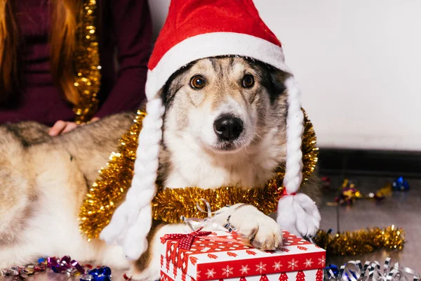 一只戴着桑塔帽子的漂亮的狗把爪子放在装有礼物的盒子上 — 图库照片