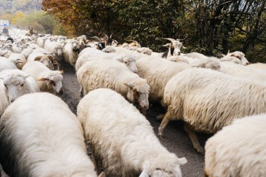 Bir bej kuzu sürüsü yol boyunca dolanıyor.