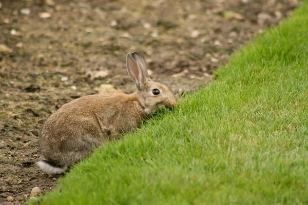 Small Brown Rabbit Eats Green Grass Field — Stock Photo, Image