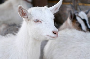 Beyaz Keçi boynuzu hüzünlü bir bakışla olmadan