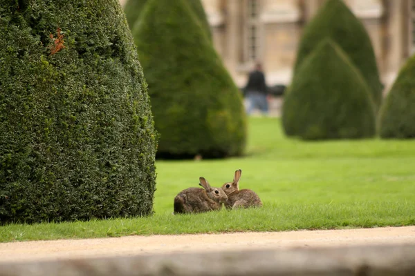 Two Brown Rabbit Green Grass — Stock Photo, Image