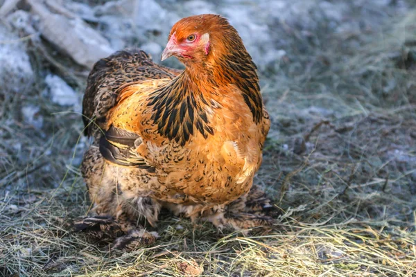 Bruin Kip Een Achtergrond Van Sneeuw Hooi Kijkt Opzij — Stockfoto