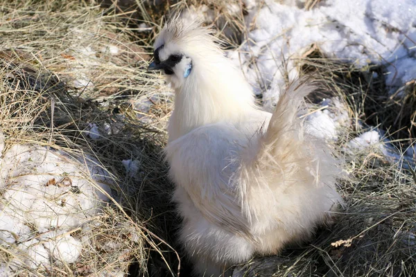 Vit Kyckling Snö — Stockfoto