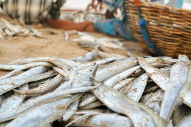 Sri Lanka, balıkçı yakalamak, sepet ve balık kum üzerinde