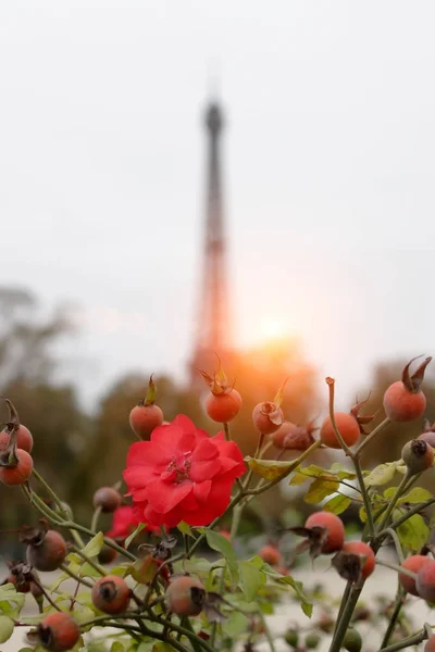 Rosa Canina Fiore Rosso Sullo Sfondo Della Torre Eiffel — Foto Stock