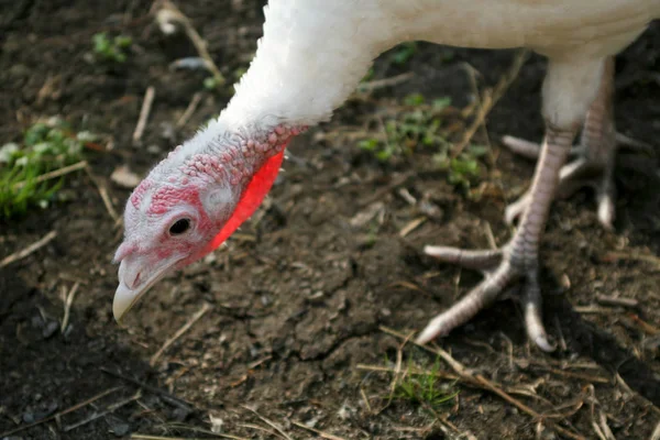 Witte Turkije Eten Uit Een Trog — Stockfoto