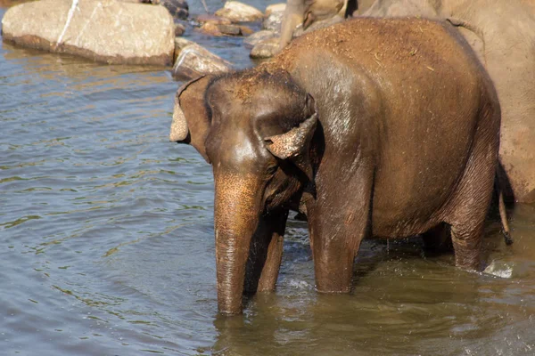 Sri Lanka Pinawella Cattery Elephants Bathing Washing River Brown Stones — Stock Photo, Image