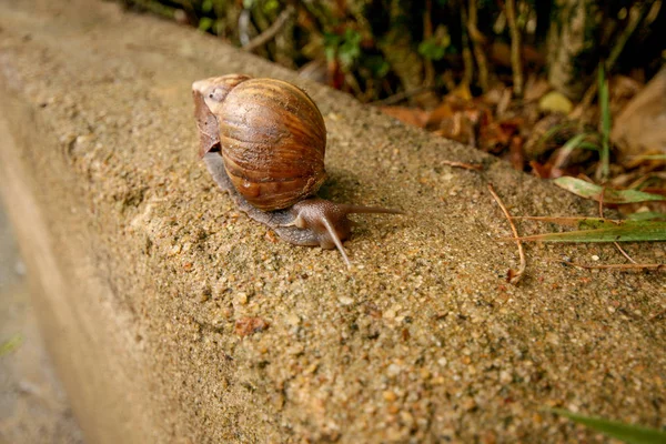 Brown Snail Crawls Road — Stock Photo, Image