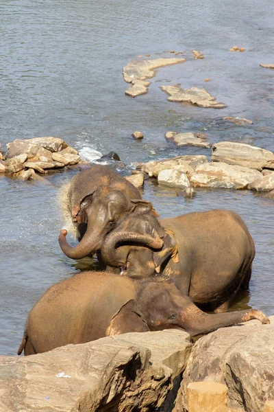 Sri Lanka Pinawella Cattery Los Elefantes Bañan Lavan Río Entre — Foto de Stock