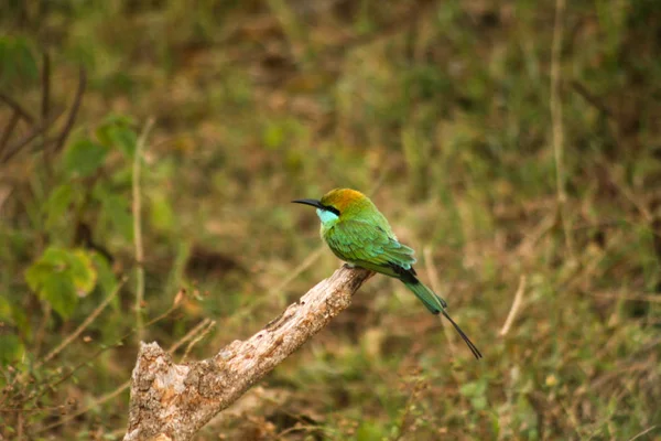 Jasně Zelený Pták Pichuga Dlouhými Černými Tyrkysové Prsou Sedí Větvička — Stock fotografie
