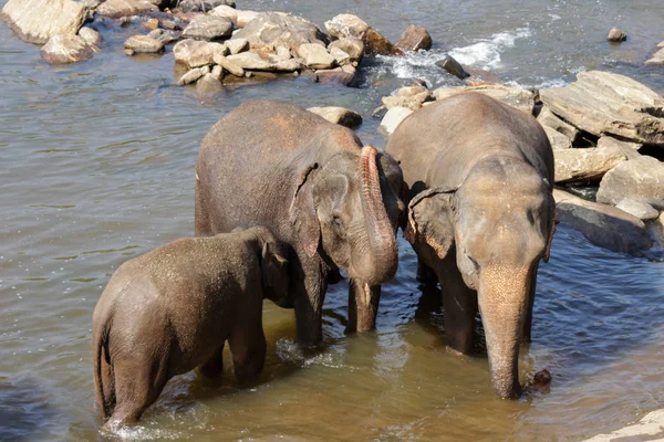 Sri Lanka Pinawella Cattery Elephants Bathing Washing River Brown Stones — Stock Photo, Image