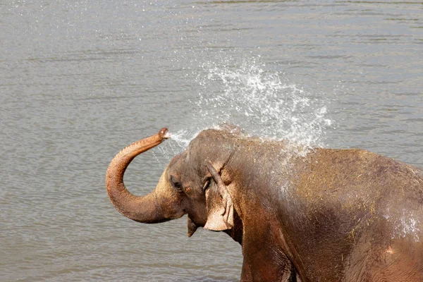 Sri Lanka Pinawella Cattery Elephants Bathing Washing River Brown Stones — Stock Photo, Image