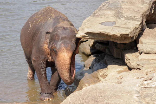 Sri Lanka Pinawella Cattery Elephants Bathing Washing River Brown Stones — Stock Photo, Image