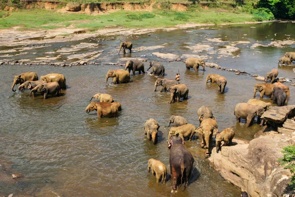 Sri Lanka Pinawella Cattery Los Elefantes Bañan Lavan Río Entre — Foto de Stock