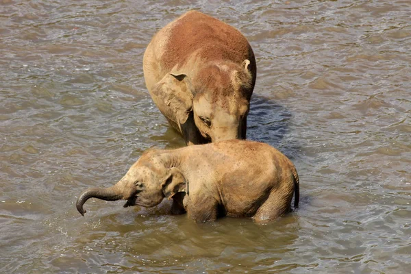 Sri Lanka Pinawella Cattery Elephants Bathing Washing River Brown Stones — Stock Photo, Image