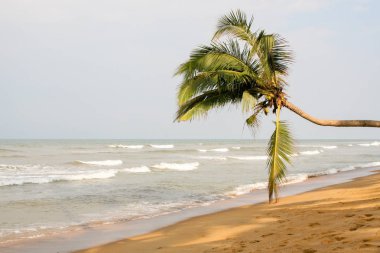 Sri Lanka. Sandy beach palm ağaçlar su, dengesiz çit, dalgalar