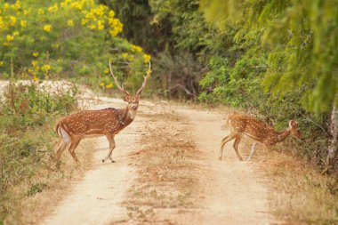 Sri Lanka. Safari Yala Milli Parkı içinde. Geyik yolun kesiştiği