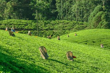 Sri Lanka, Nuwara Eliya, Mackwoods Labookellie, çay plantasyon, çay toplayıcılar iş başında