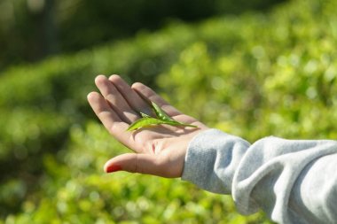 Sri Lanka, Nuwara Eliya, Mackwoods Labookellie, çay plantasyon, 3 üst çay yaprakları