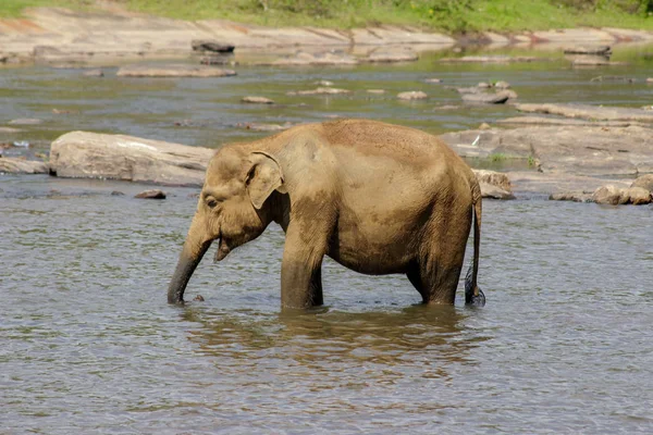 Sri Lanka Pinawella Cattery Elephants Bathing Washing River — Stock Photo, Image