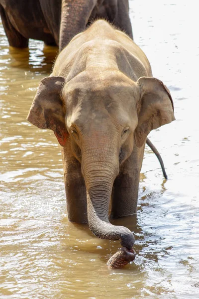 Sri Lanka Pinawella Cattery Elephants Bathing Washing River — Stock Photo, Image