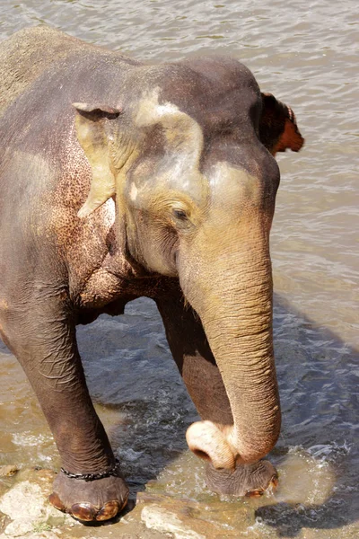 Sri Lanka Pinawella Cattery Elephants Bathing Washing River — Stock Photo, Image
