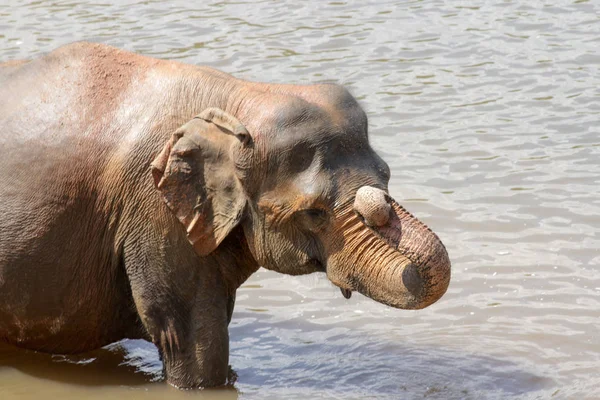 Sri Lanka Pinawella Cattery Elephants Bathing Washing River — Stock Photo, Image