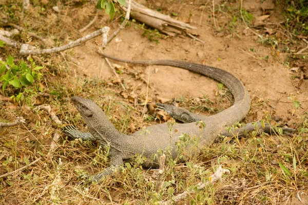Sri Lanka Safari Jalla Varan Lizard — Stock Photo, Image
