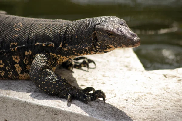 Sri Lanka Safari Jalla Varan Ödla — Stockfoto