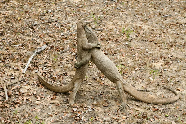 Sri Lanka Safari Jalla Varan Kertenkele — Stok fotoğraf