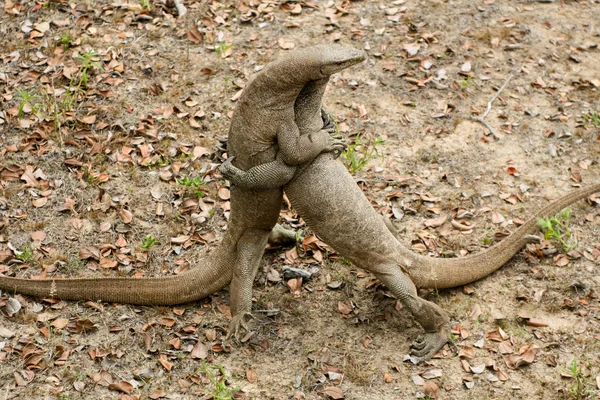 Srí Lanka Safari Jalle Varan Lizard — Stock fotografie