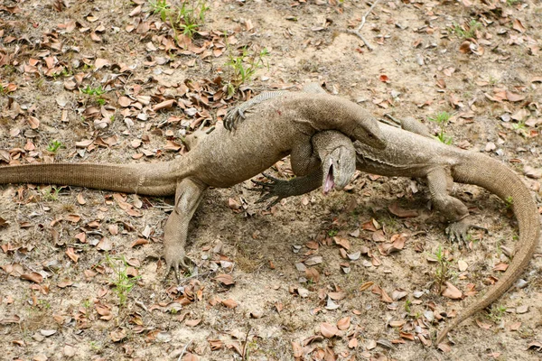 Srí Lanka Safari Jalle Varan Lizard — Stock fotografie
