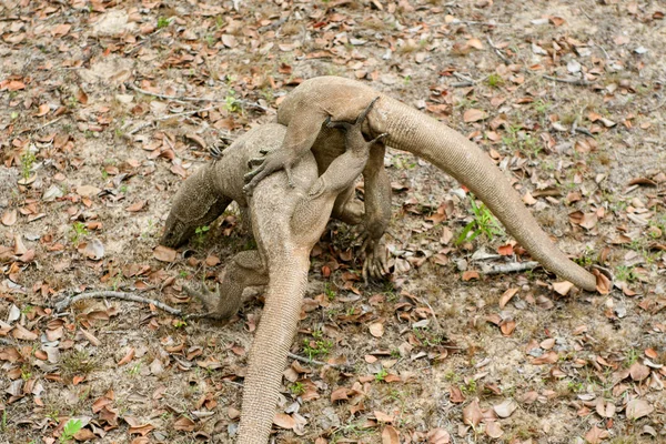 Sri Lanka Safari Jalli Jaszczurka Warańska — Zdjęcie stockowe