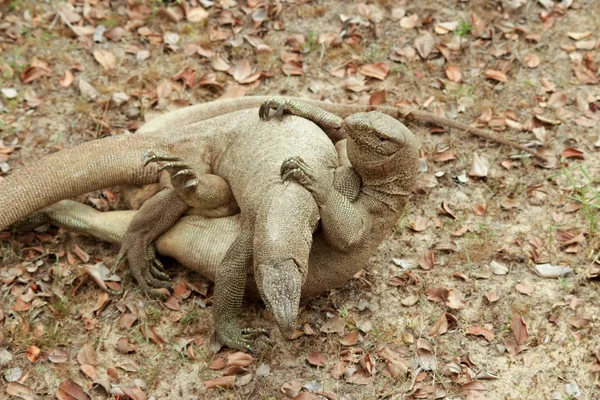 Srí Lanka Safari Jalle Varan Lizard — Stock fotografie