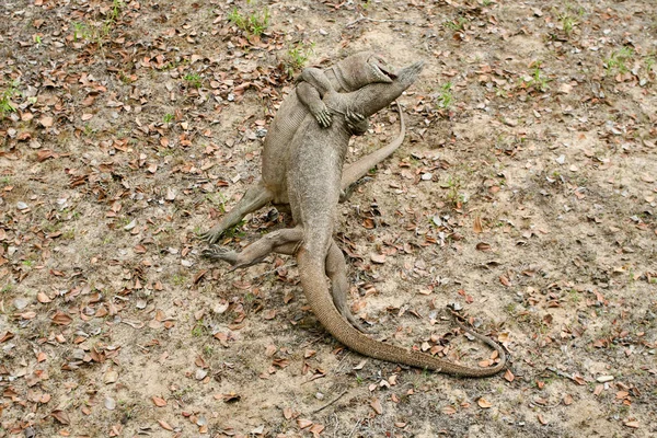 Sri Lanka Safari Jalla Varanödla — Stockfoto