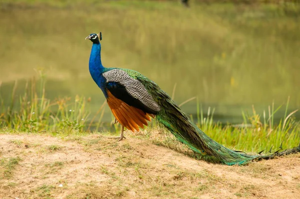 Sri Lanka Safari Jalla Påfågel — Stockfoto