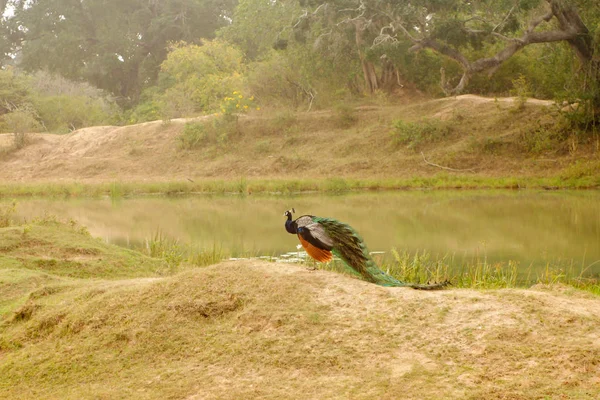 Sri Lanka Safari Jalla Peacock — Foto Stock