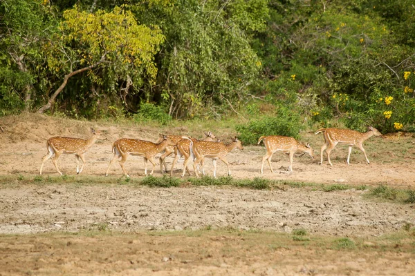 Sri Lanka Safari Parque Nacional Yala Uma Manada Veados — Fotografia de Stock