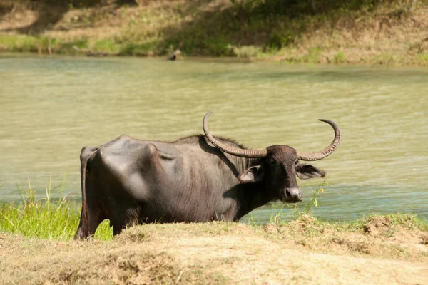 Sri Lanka Safari National Park Yala Black Buffalo Large Horns — Stock Photo, Image