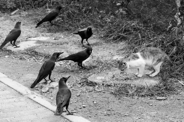 Zwart Wit Foto Een Kat Aan Zijlijn Eet Kraaien Raven — Stockfoto