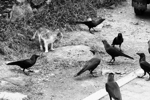 Fekete Fehér Fotó Eszik Egy Macska Útszélen Varjak Raven Ezen — Stock Fotó
