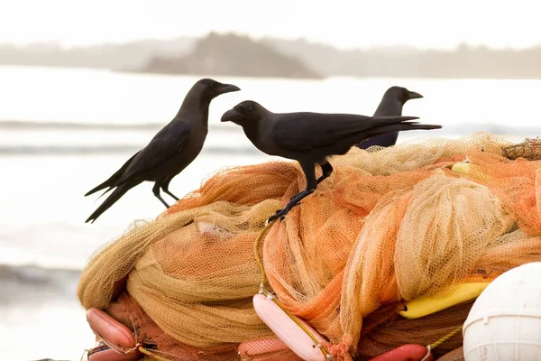 Black crows (ravens) sit on orange fishing nets