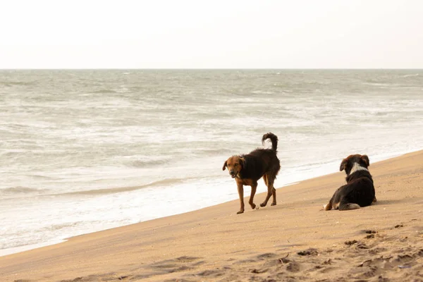 Sri Lanka Ein Hund Liegt Auf Einem Sandstrand — Stockfoto
