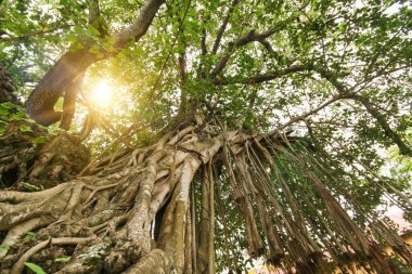 Aşağıdan büyük ficus dalları ile güneş parlar görüntüleyin