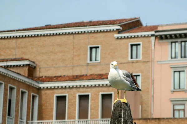 Verão Itália Veneza Gaivota Pólo Gaivota — Fotografia de Stock