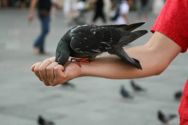 意大利 威尼斯 圣马可广场一只鸽子坐在一个男人的手上 穿着红色的衬衫 — 图库照片